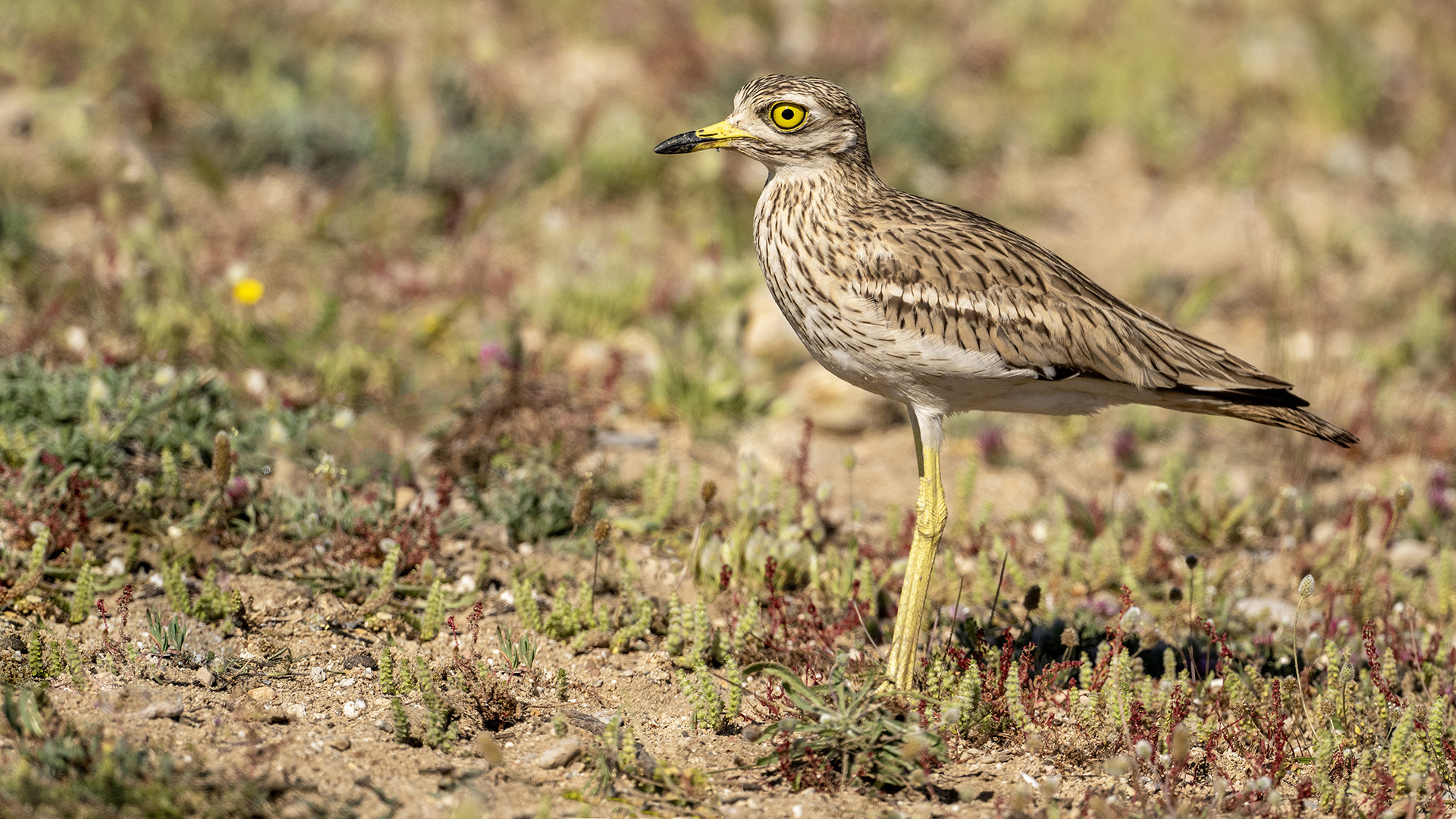 Eurasian Thick-knee